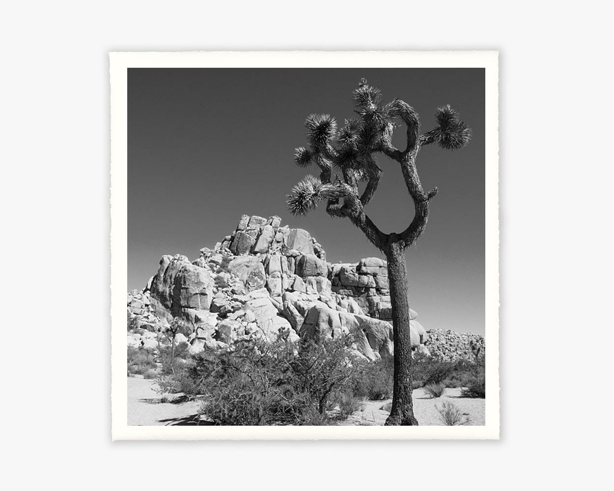 deckled black and white fine art print of cactus