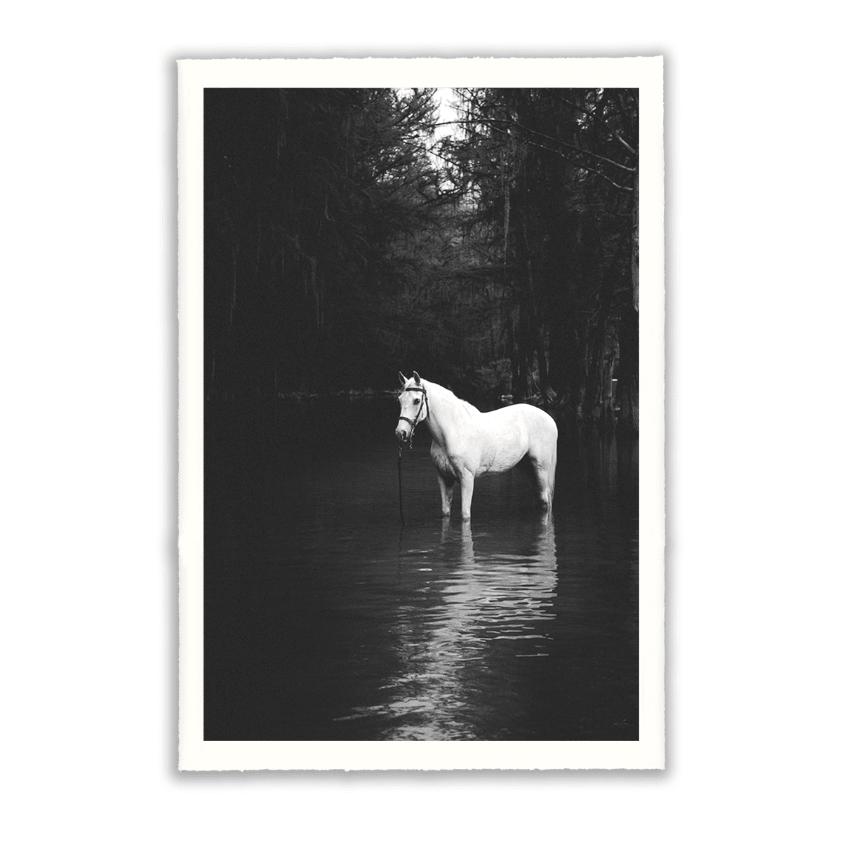 black and white photo of white horse standing in water