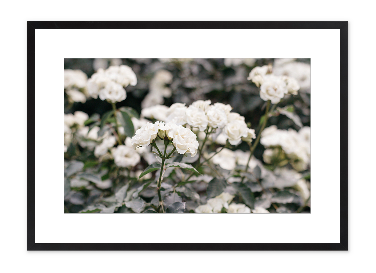 photo of white roses in black photo frame